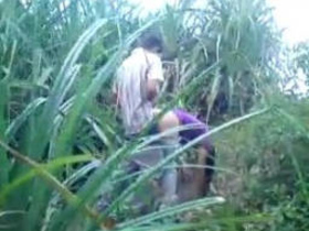 Indian couple's outdoor sex caught on tape in sugarcane field
